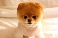 pic for Cute Dog Boo 480x320